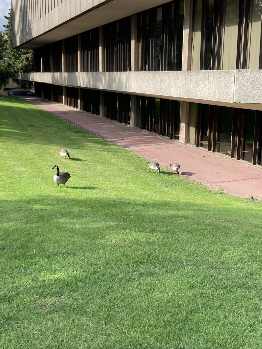 We're not sure when the Welcome geese tours start. Can you confirm @UoNLibraries ?
#WeAreUoN 