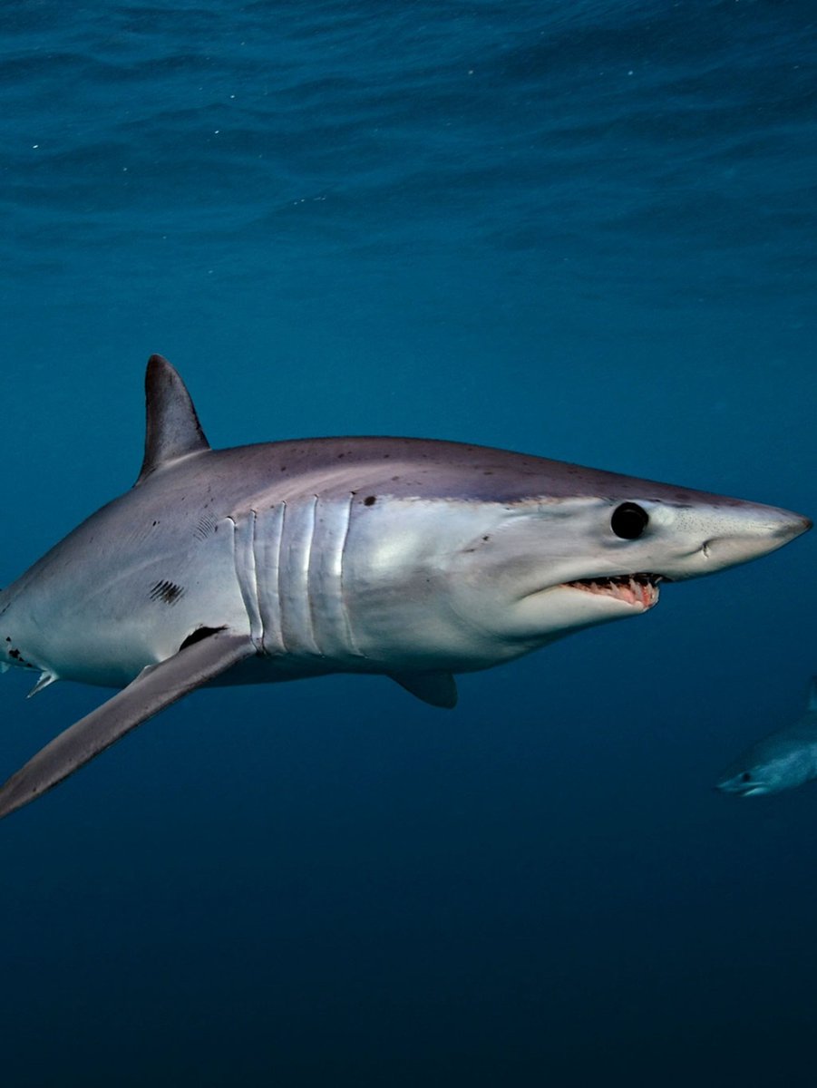 SharkiesOTD's tweet photo. ♡ Mako my beloved ! https://t.co/9rlBNUQvOt