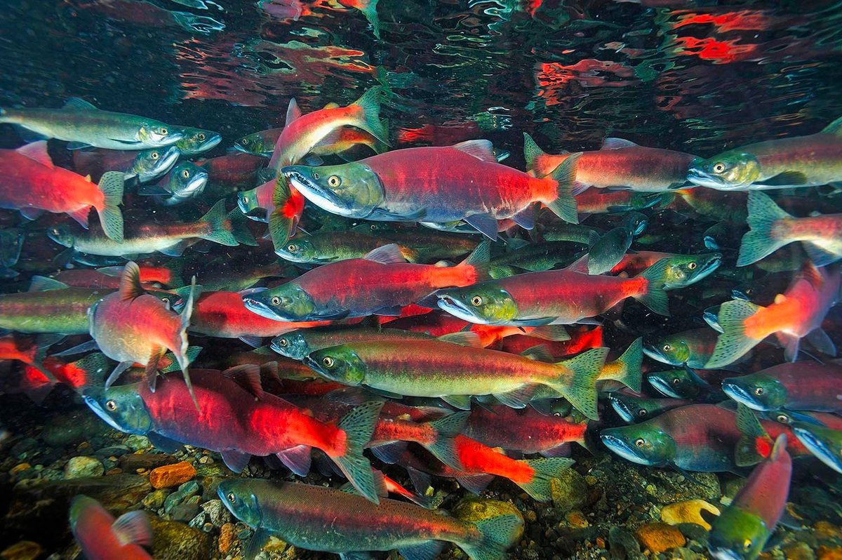 Fall is here and the Kokanee Salmon have begun their annual run up Taylor Creek! The crowds are gone so now is the perfect time to visit Tahoe and stay at the grandresidenceclub! We hope to see you soon!