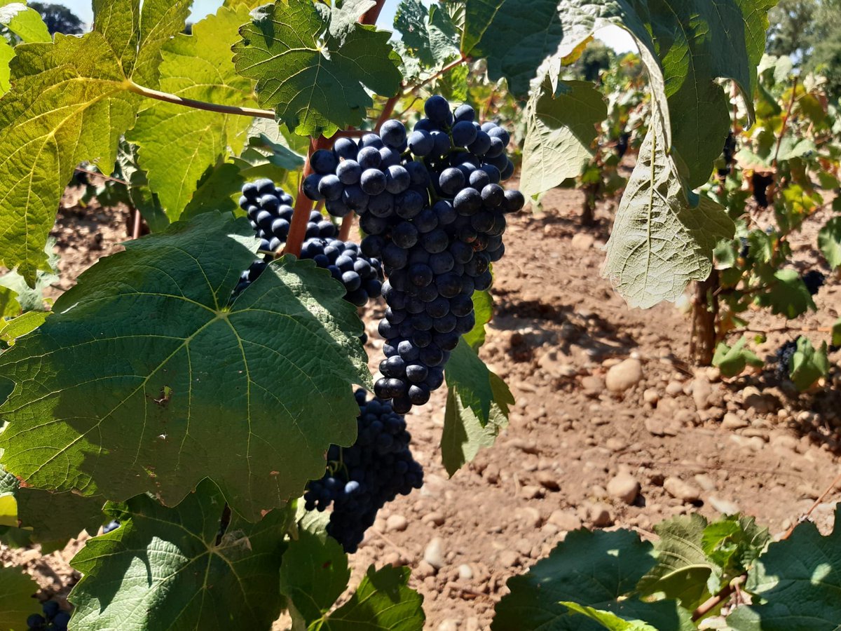 Nuestros expertos deciden el momento óptimo de vendimia, donde la uva tiene la calidad que un vino de Viña Bujanda merece. 

En nuestro blog te contamos las claves de este proceso.

entrevinosypagos.com/claves-vendimi…