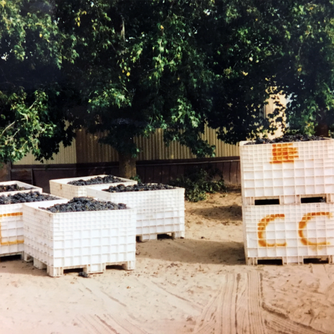 We used to have quite a bit smaller harvests than we do now! This was harvest in Contra Costa County in 1987! #40YearsOfCline #ThrowBackThursday #ClineFamilyCellars