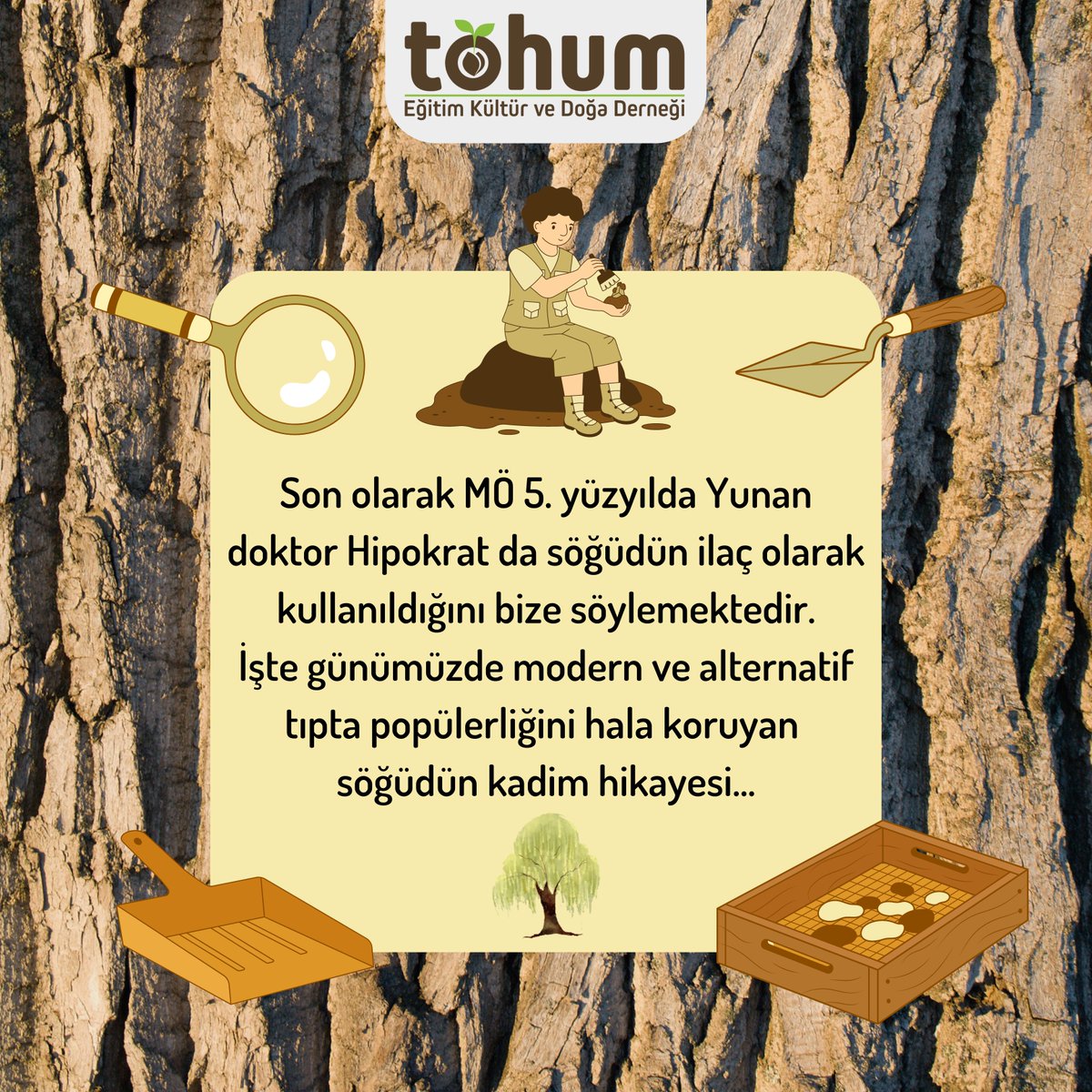 Günlük hayatımızda doğa ve kentlerde karşılaştığımız Söğüt ağaçlarının insan ile arasındaki köklü ilişki görmezden gelinemeyecek kadar değerli.

Sümer'den Mısır'a, Hititlerden Hipokrat'a kadar kıymeti bilinen Söğüt ağacının hikayesini gelin birlikte inceleyelim. 🏺

#arkeobotanik