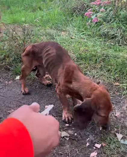 UkraineTrustChn's tweet photo. Timur's team delivered food to 1000 people in a newly liberated village in #KharkivOblast. On their way out they rescued one tiny kitten, one very friendly starving dog and two chinchillas. All are doing well in #Kharkiv
#UkraineTrustChain
#PetsOfUkraine #DogsOfUkraine https://t.co/AoukRX4rqY