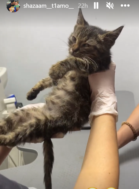 UkraineTrustChn's tweet photo. Timur's team delivered food to 1000 people in a newly liberated village in #KharkivOblast. On their way out they rescued one tiny kitten, one very friendly starving dog and two chinchillas. All are doing well in #Kharkiv
#UkraineTrustChain
#PetsOfUkraine #DogsOfUkraine https://t.co/AoukRX4rqY