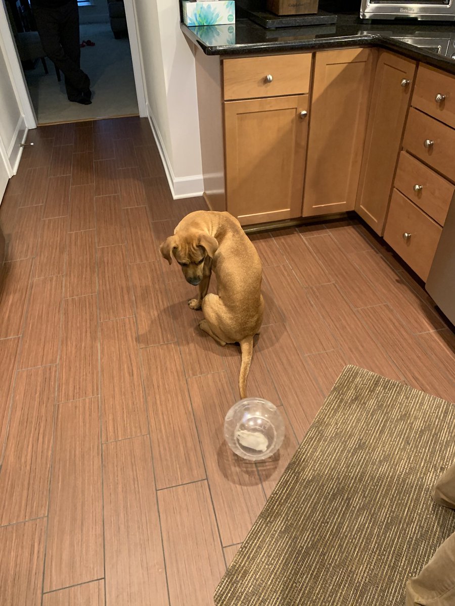 Hamilton tweet media