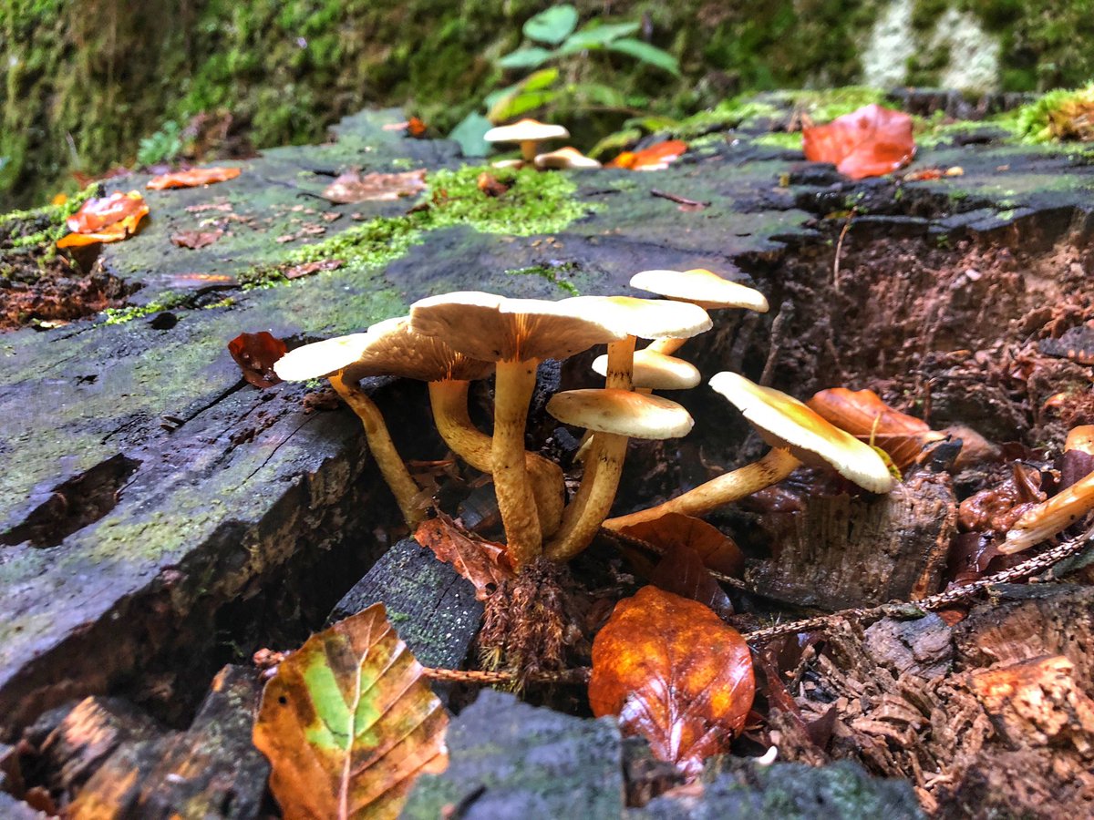 Hochtouren's tweet photo. heute wieder mal Wandertag Sächsische Schweiz #Wehlen #Höllengrund #Sandstein https://t.co/hIuZyWWaHR