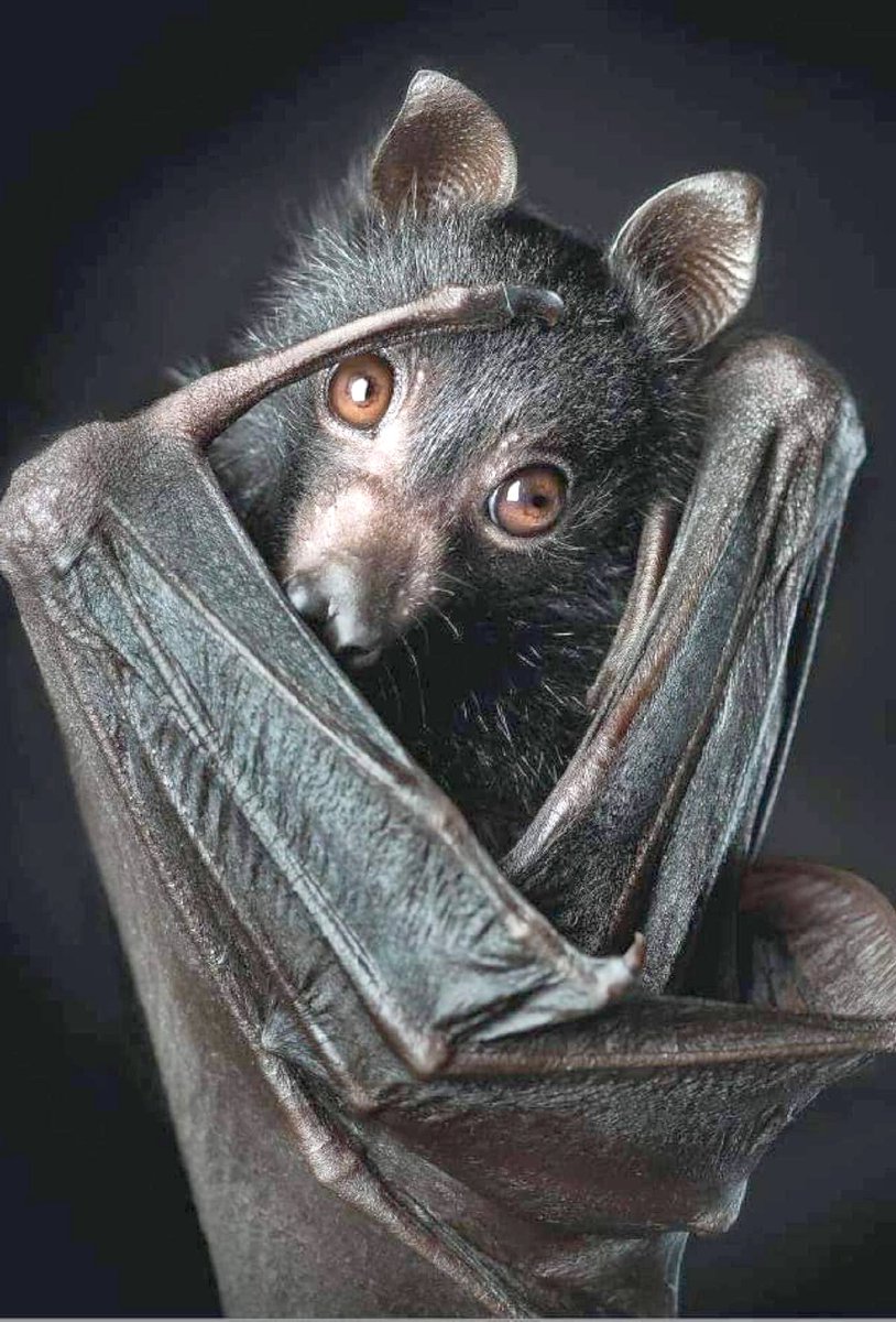 Flying Fox #Bat