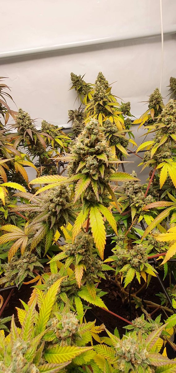 SuzySeeds's tweet photo. One of the advantages of growing indoors is that you can grow clean #cannabis. By keeping your grow room and the space around it clean and well-conditioned
https://t.co/azMCl4oXjB
#feminizedseeds #allstartedfromtheseed #onelove #SuzySeeds https://t.co/utwPwc5JH7