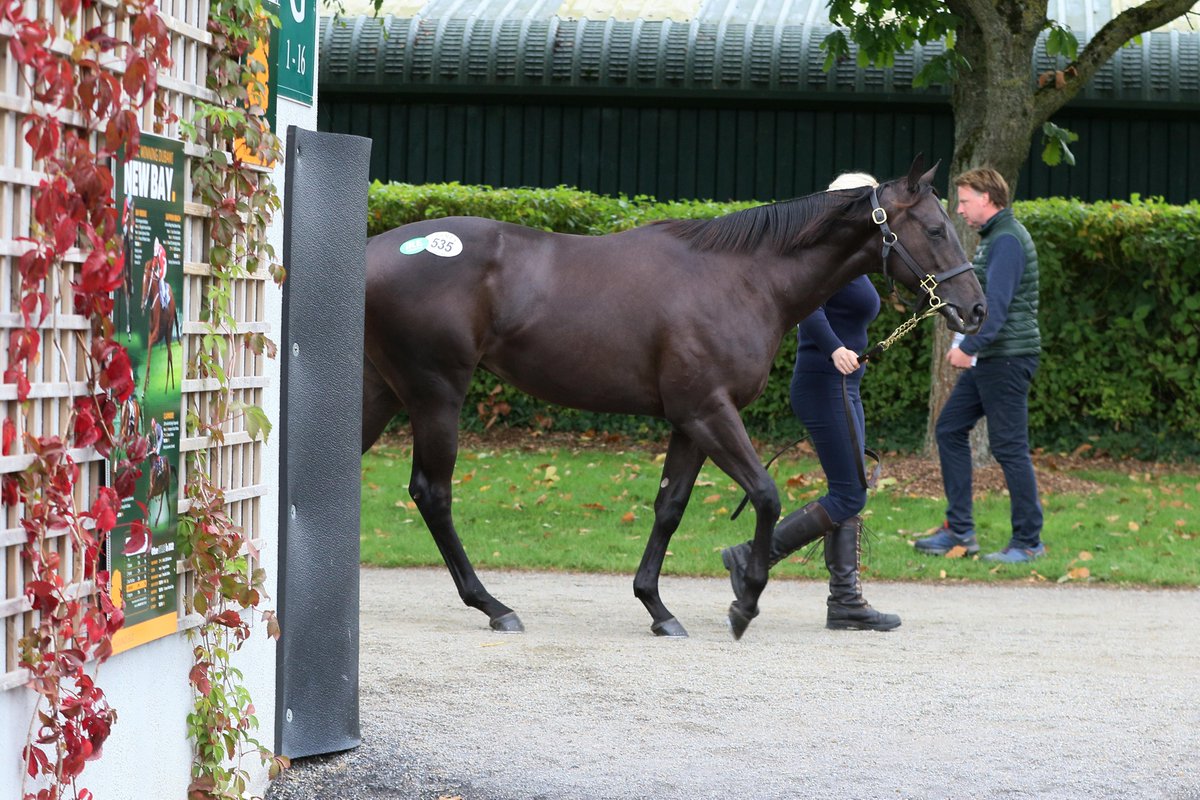Goffs1866's tweet photo. Lot 535, an Invincible Army colt (@YeomanstownStud) from Anna Sundstrom's Coulonces Sales brings €70,000 from @TopLineTBs on day 1 of the Sportsman's Sale 🔥 https://t.co/tdidE7W0C6