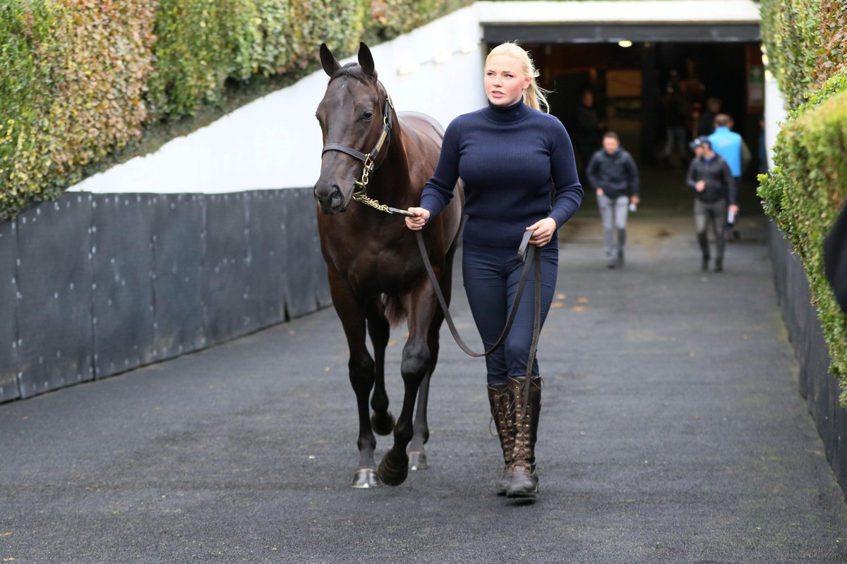 Goffs1866's tweet photo. Lot 535, an Invincible Army colt (@YeomanstownStud) from Anna Sundstrom's Coulonces Sales brings €70,000 from @TopLineTBs on day 1 of the Sportsman's Sale 🔥 https://t.co/tdidE7W0C6