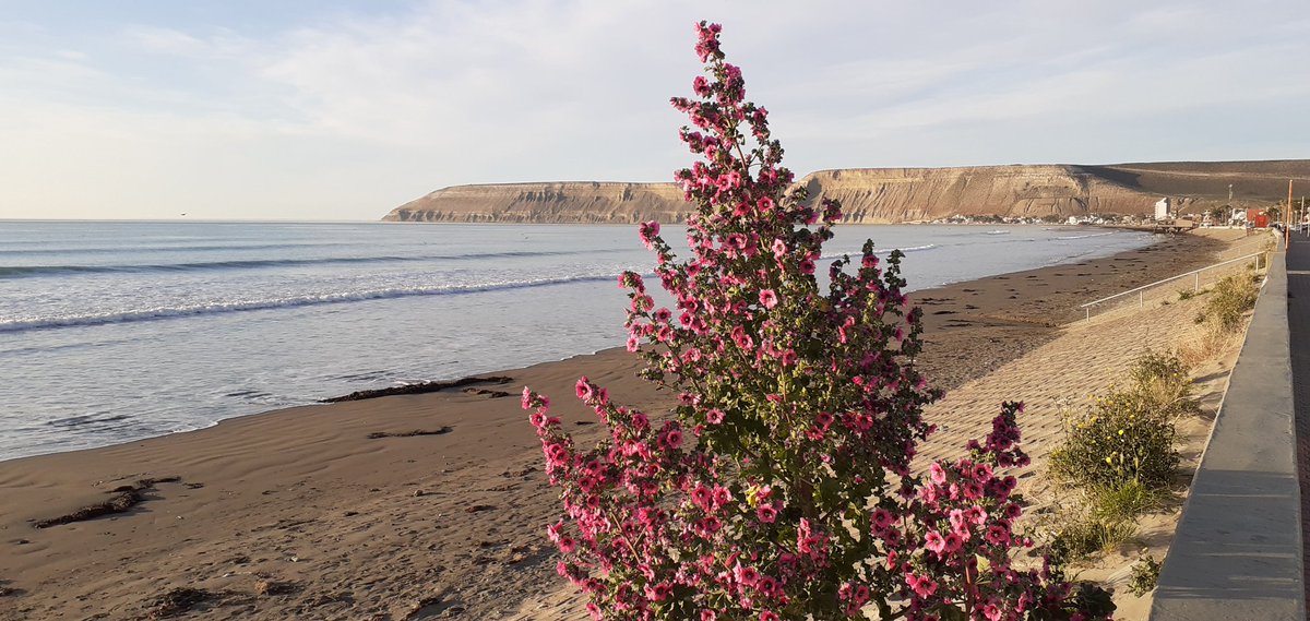 luisdancheff's tweet photo. Buenos días!!! #juevesdeñoquis hoy #es29 En #RadaTilly no tenemos #palmeras, pero si unas plantas hermosas. #Chubut https://t.co/Pu7G84vnB9