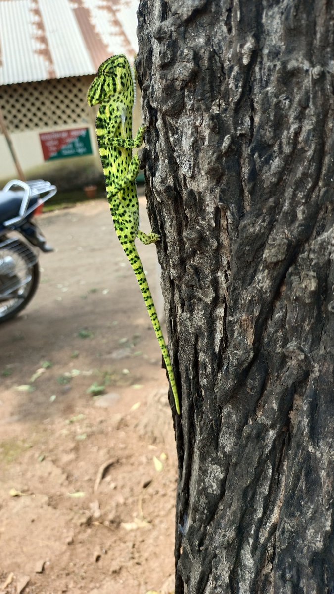 MBBARAIYA1's tweet photo. @wildlife @forest @nature @chameleon camouflage https://t.co/HxTVbM18gl