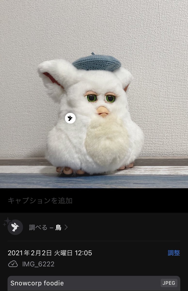 kafka_wh's tweet photo. 鳥……犬??
#visuallookup https://t.co/qTrws0ZYnh