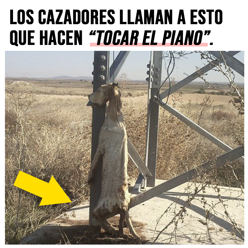 ruben_prz's tweet photo. ¿APOYAS ESTA BARBARIDAD PSOE?

Tocar el piano, dispararles en la cabeza, tirarlos a pozos... El catálogo de salvajadas de este lobby es inacabable.

👉🏼Pedimos al @PSOE que RECTIFIQUE y retire la ENMIENDA de la MUERTE sobre el Proyecto de Ley de Protección Animal. https://t.co/oZDkux7zLn