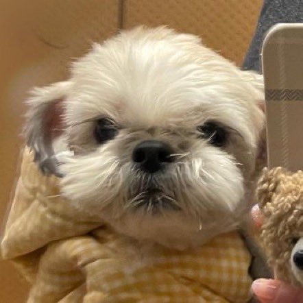 내 인생 이런 강아지는 첨이야
사랑해 우리롱마이롱