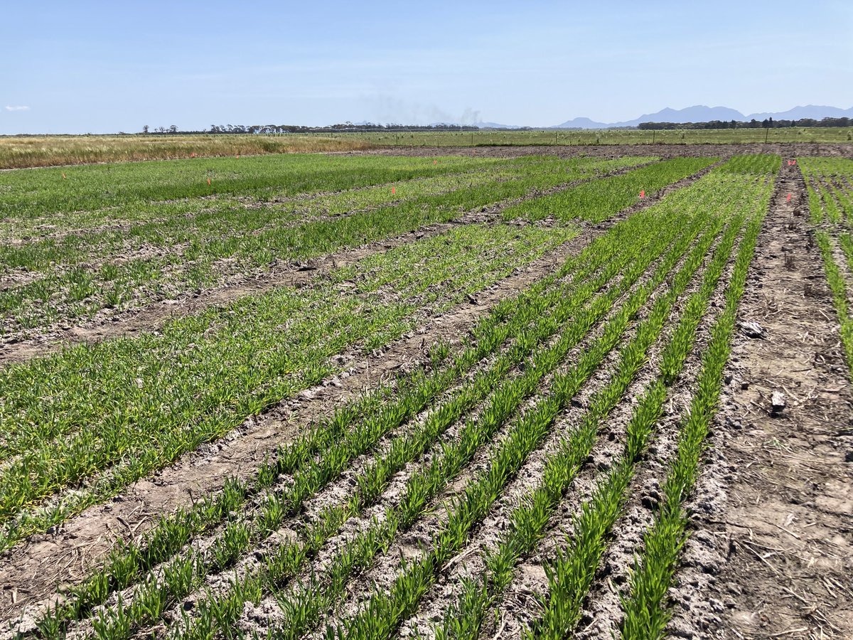 <a href="/SEAgroResearch/">SE Agronomy Research</a> <a href="/theGRDC/">GRDC</a> <a href="/GRDCWest/">GRDC West</a> <a href="/SEPWA_ag/">SEPWA</a> <a href="/Stirlings2Coast/">Stirlings to Coast Farmers</a> TOS 3 also in the ground at Needilup and Green Range today. Some good differences starting to show up in the first TOS.