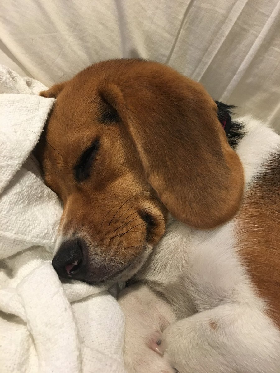 figment767's tweet photo. @beaglefacts @ruthheume https://t.co/8m8uRLBsBr