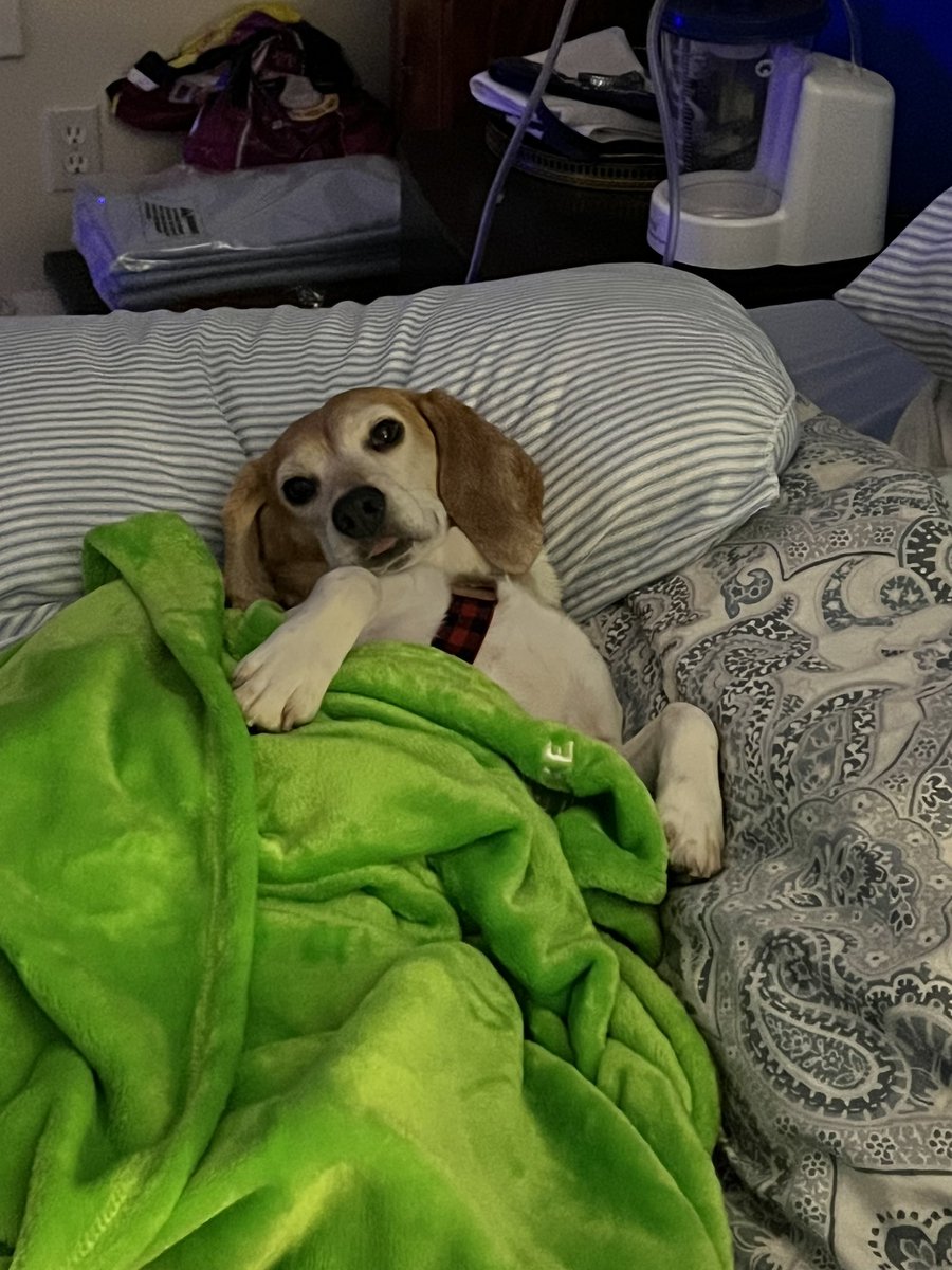 figment767's tweet photo. @beaglefacts @ruthheume https://t.co/8m8uRLBsBr