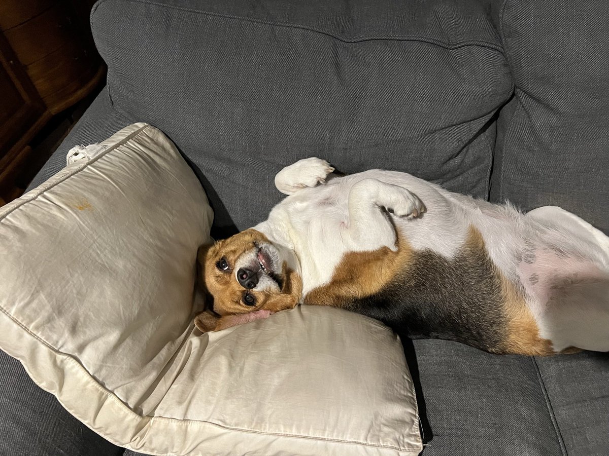 figment767's tweet photo. @beaglefacts @ruthheume https://t.co/8m8uRLBsBr