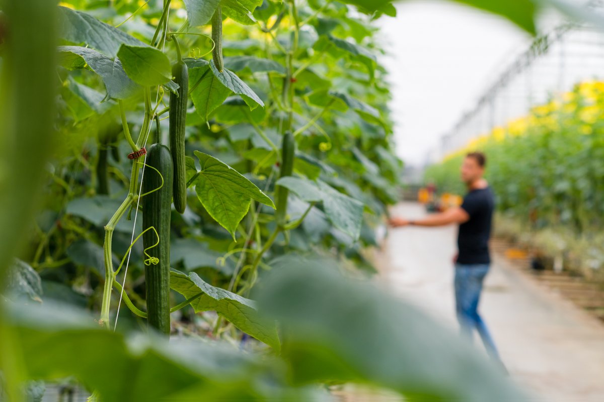 Kennissessie Energiebesparing &amp; Groene Digitalisering voor groentetelers | Ben u erbij op 6 oktober bij <a href="/DelphyNL/">DelphyNL</a>?  Tijdens de bijeenkomst gaan o.a. experts van Priva in op de huidige energiecrisis en hoe Groene Digitalisering hierbij kan helpen.bit.ly/3DZus88