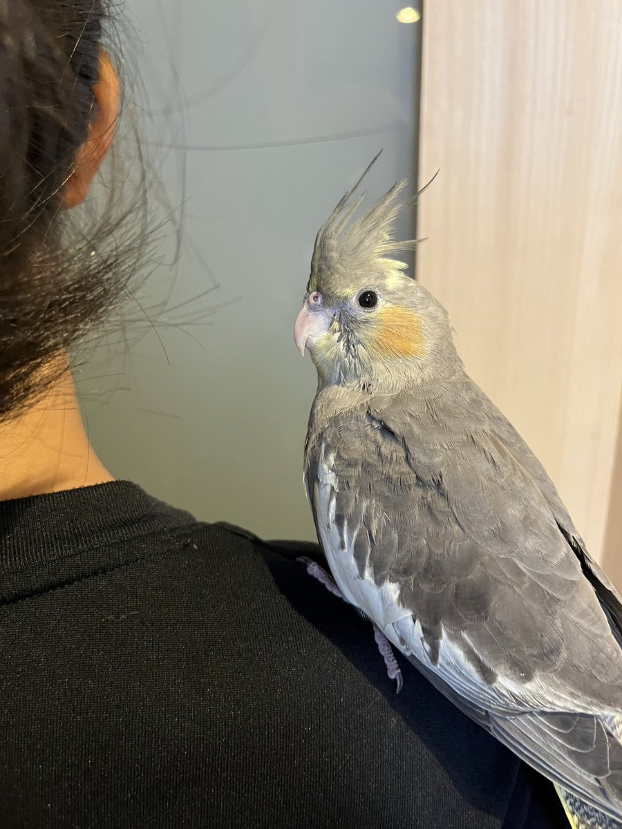 EUmu5TtNKIhm5ZZ's tweet photo. 不注意で逃げてしまったオカメインコのチョコちゃん
戸田市で優しい大学生さんが保護してくれ、自宅で可愛がっていただいており、無事帰宅しました！
保護してくださった素敵なご家族、情報をいただいた皆様、リツイートしてくださった皆様に心より感謝申し上げます🙇‍♀️
#オカメインコ迷子 https://t.co/ZJ0DWevbaa