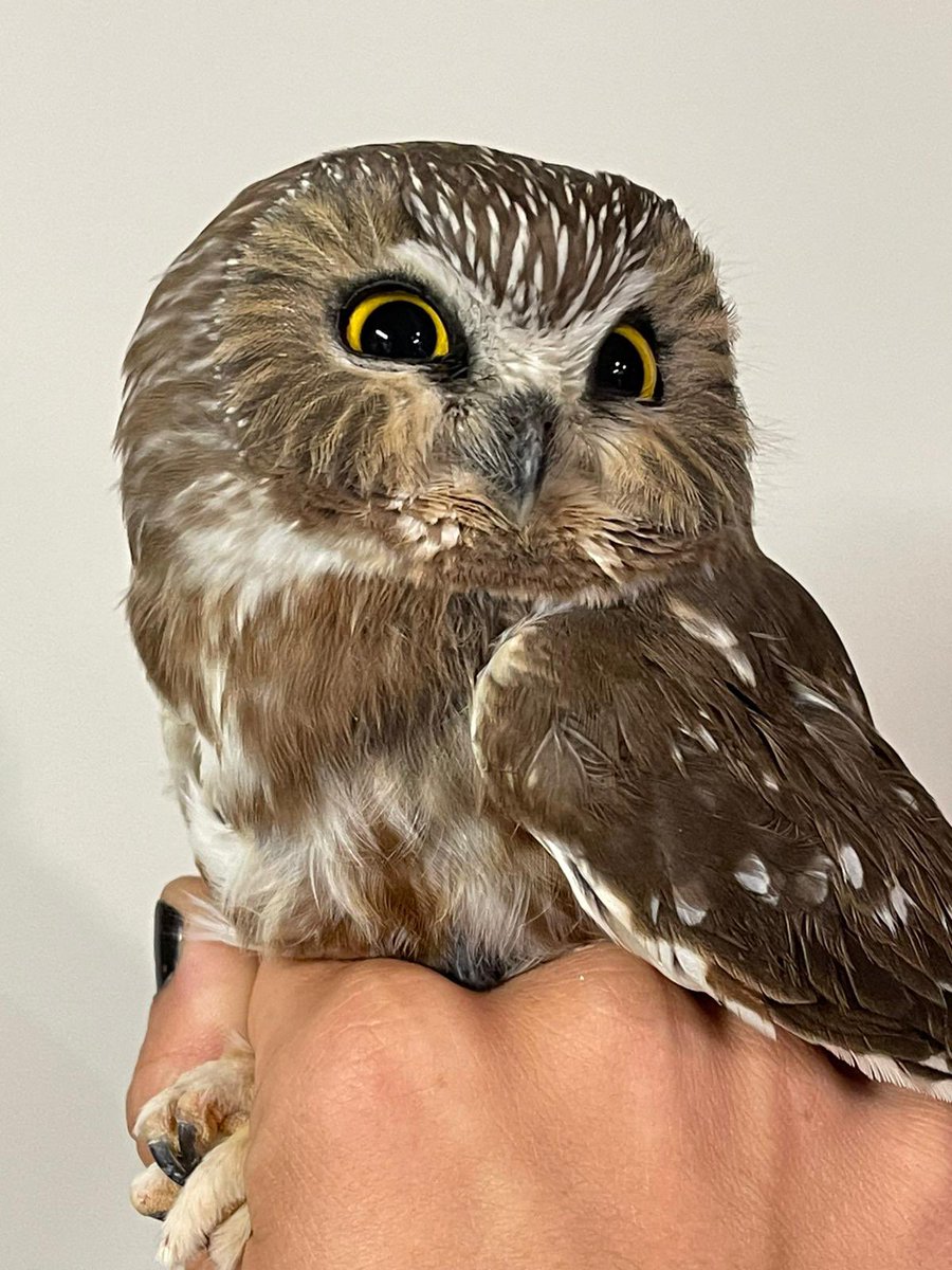LongPointBirdOb's tweet photo. First #owl night, first round, first net checked. Northern Saw-whet Owl season is upon us. Visitors are welcome to join us at Old Cut on fair weather nights from now until mid-October. Owling starts an hour after sunset. @BirdsCanada #LongPoint https://t.co/U3kXnVTfWW