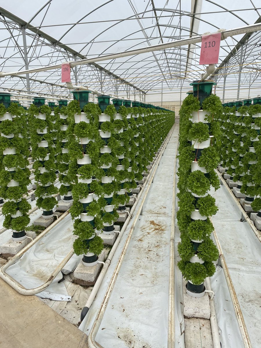 samdeolai's tweet photo. At Saturn Bioponics this morning with PhD student @jesschadwick03 for designing the next set of experiments for enhancing NUE of lettuce production in hydroponic systems via nano-fertilisation manipulations. Thanks to @saturnbioponics for the support and advice. #nitrogen https://t.co/1MhHYZrNAB