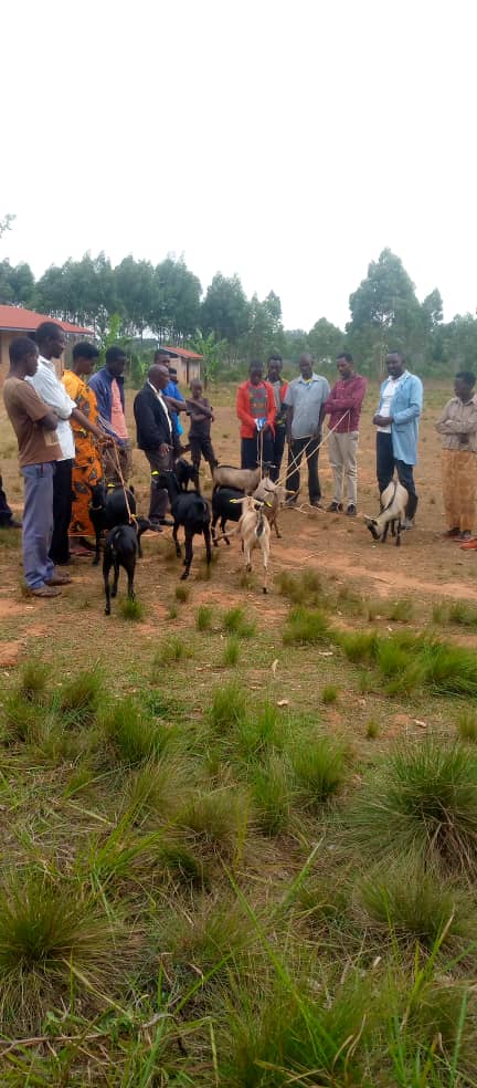 MagazineJimbere's tweet photo. 🐐 #Ruyigi: 220 chèvres octroyées du 22-26/9/2022 à 22 coopératives dans le projet "Ramura", appuyé par @PNUDBurundi

📌Le représentant de #Ramura au niveau de la zone #Mubavu: "La progéniture de ces bêtes deviendra la propriété des coopératives" https://t.co/2kBFSF9Mwl

#Burundi https://t.co/efqyqglkti