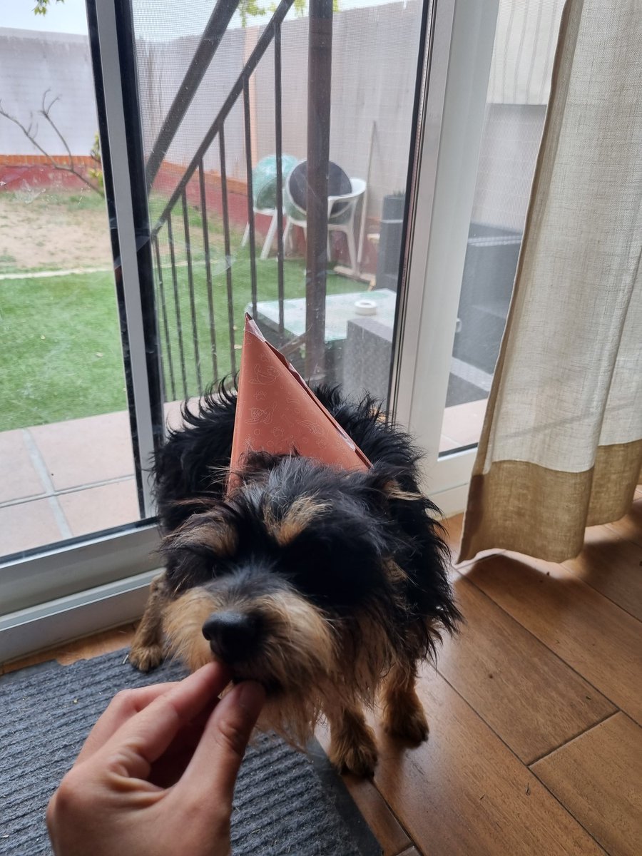 Paupachus's tweet photo. @dogfy_diet #AniversarioDogfy https://t.co/kvG5xzLK5J