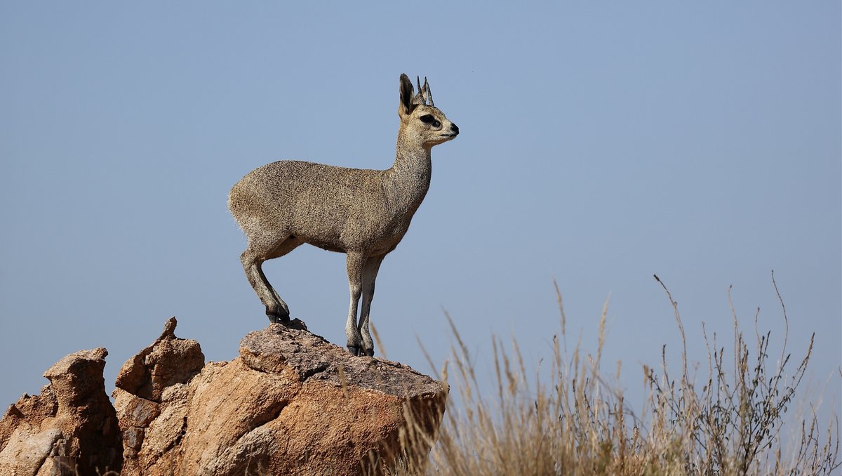 Tswalu tweet picture