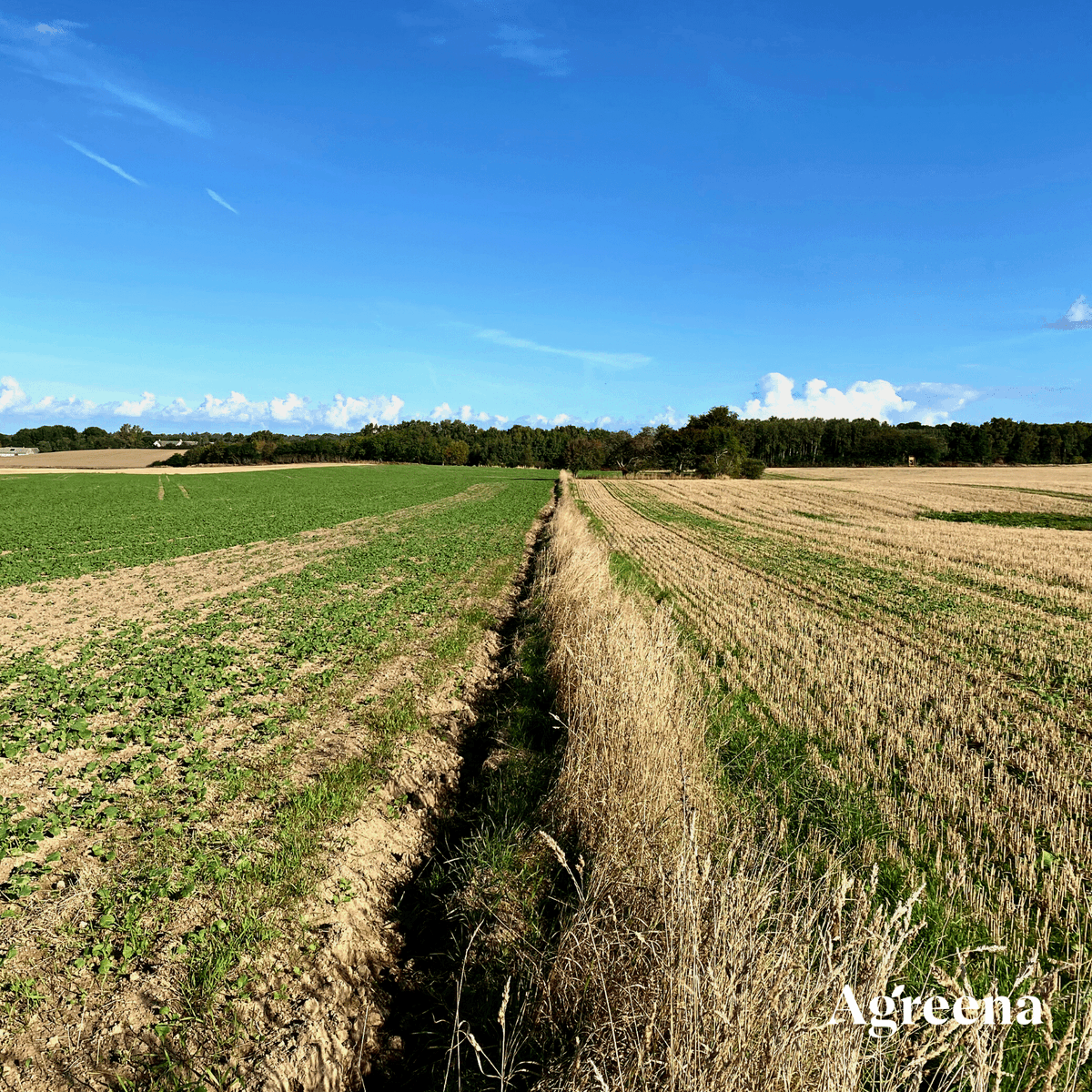AgreenaApp's tweet photo. #photooftheday 📸
We went on a #fieldwalk of Kaare's #farm in Gilleleje where he's adopted #regenag practices🚶🌾 Leaving residue on fields improves water-holding and biodiversity, reduce soil erosion, and stores carbon 💵🌱
📸: #conventionalfarming ⬅️ ➡️ #regenag https://t.co/5gFxP6sh91