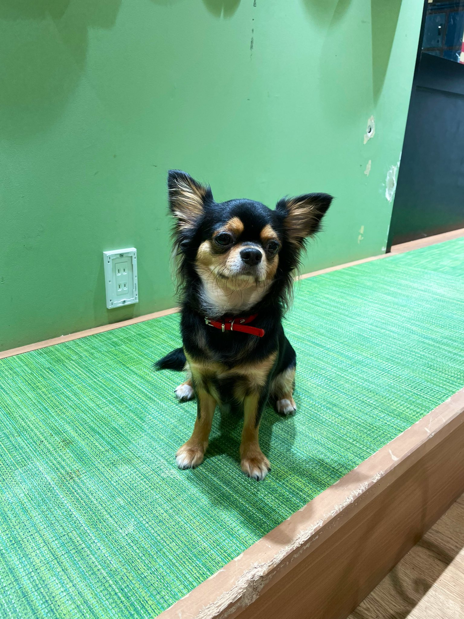 犬カフェrio Twitter Search Twitter