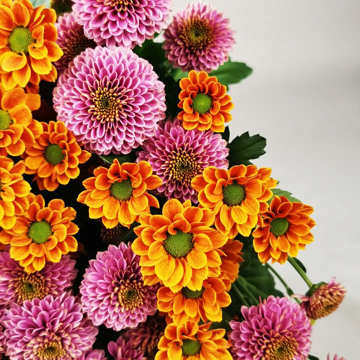 Autumn with its beautiful warm colors, our Doria (dark pink) and Insta (orange) flowers in a bouquet to celebrate this season 🍁 🍂.
#autumninabouquet
#doria
#insta
<a href="/Dekker_Chrysant/">Dekker Chrysanten BV</a>