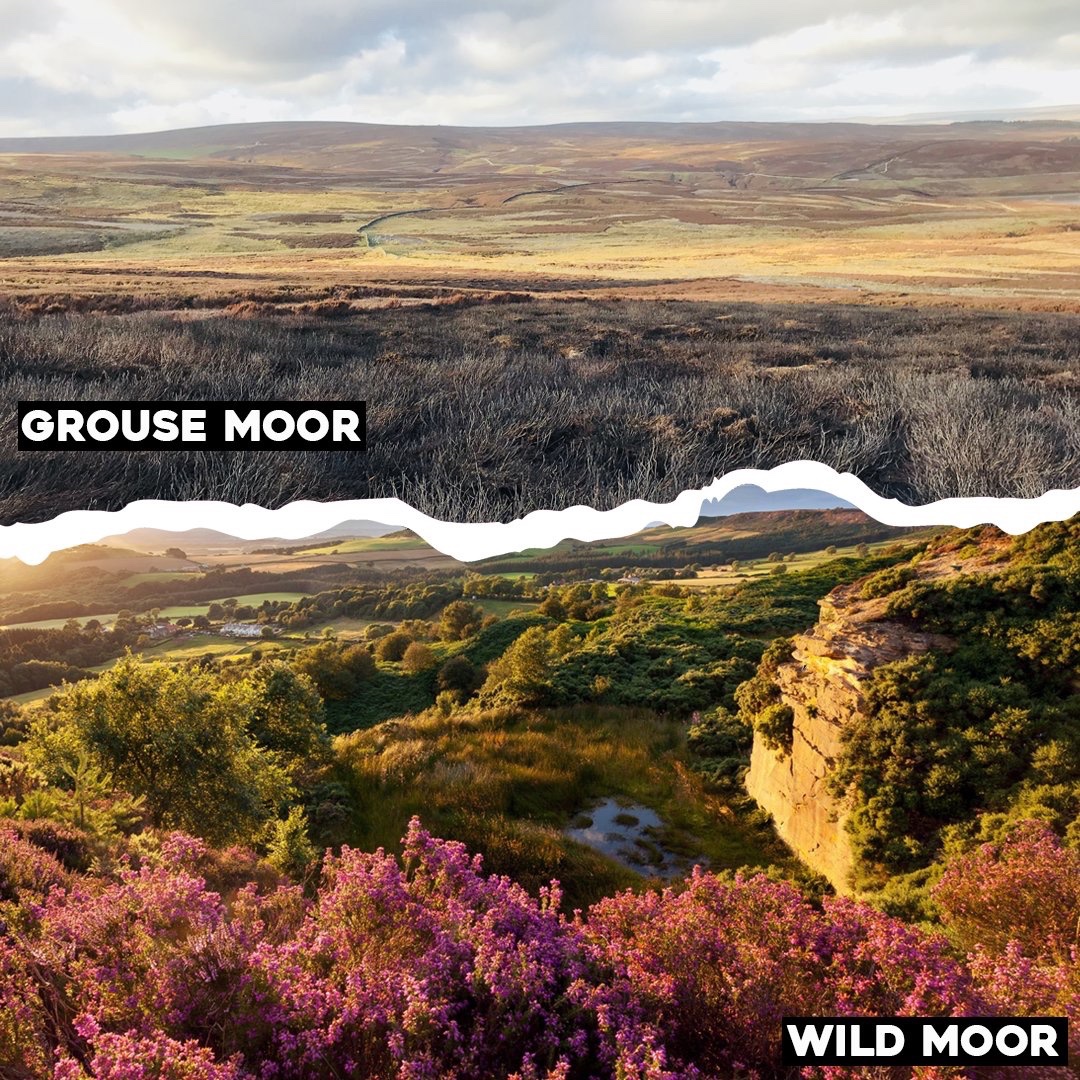 wildmoorsuk's tweet photo. Wildlife persecution, peatland burning and shooting birds for ‘sport’. These are just a few of the ways grouse moors harm nature, the climate and people.

But by turning grouse moors into wild moors we can reverse the damage and destruction to create a nature-friendly future. https://t.co/DU31J4GwcJ