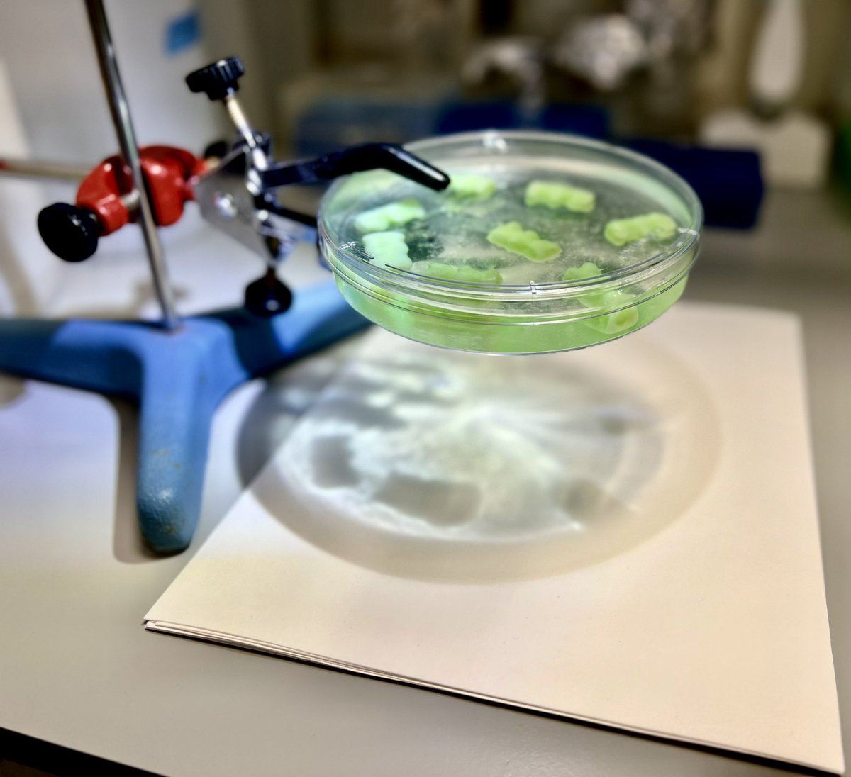 Rafa F Leiro tweet media