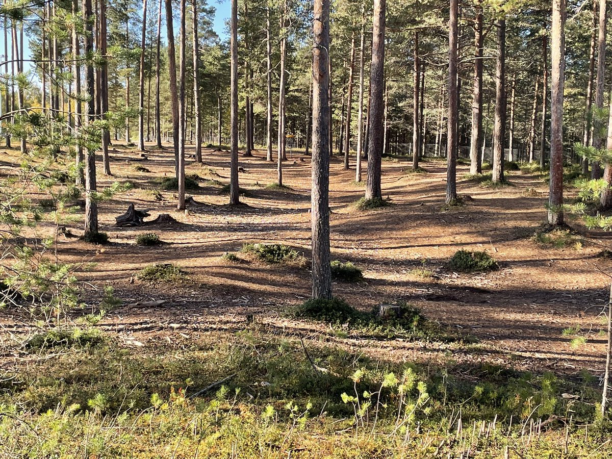 Patrik Äpyli tweet media