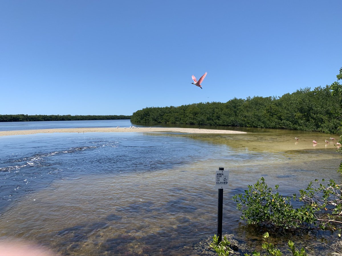 Spoonbills on #SanibelIsland when we visited my brother-in-law … who didn’t evacuate for #HurricaneIan. Can’t even go check on him bc the bridge fell apart. A bit stressed.