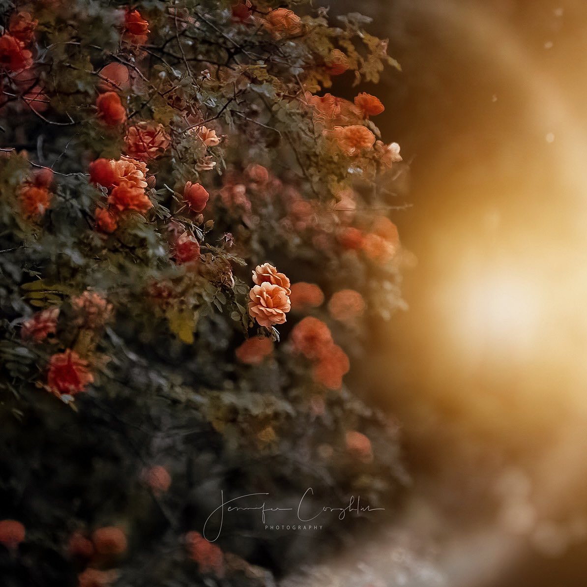 Dreaming of a garden of peachy roses 🌹🍑

#closeup #macrophotography #nature #naturephotography #roses #autumn #fall <a href="/MacroHour/">#MacroHour 🌿</a> <a href="/ThePhotoHour/">#ThePhotoHour</a>