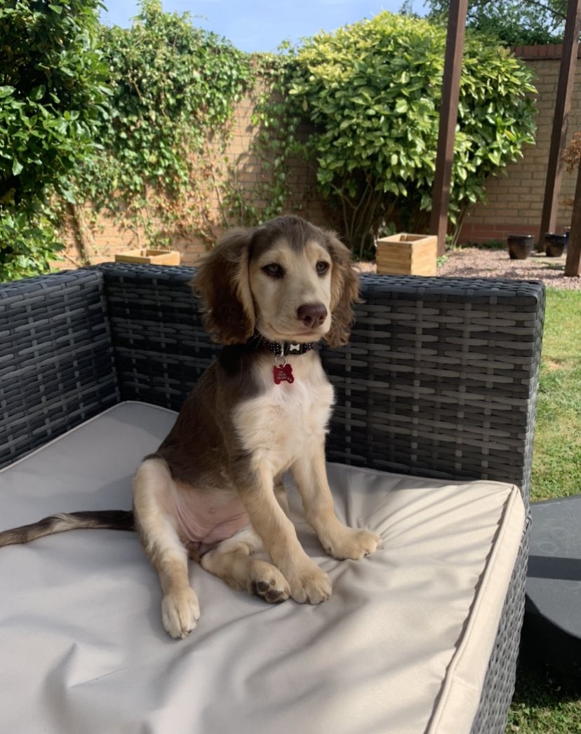 <a href="/Superdoodledogs/">Ollie, Dudley, Bailey and Mylo, The Doodledogs</a> Thanks - please retweet this post everyone - Millies photo below