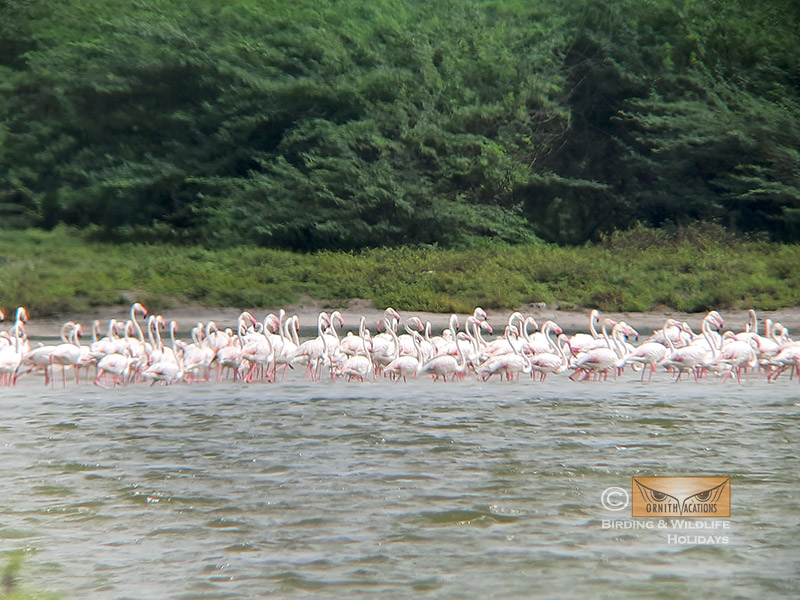 Ornithvacations~ Birding & Wildlife Holidays tweet media