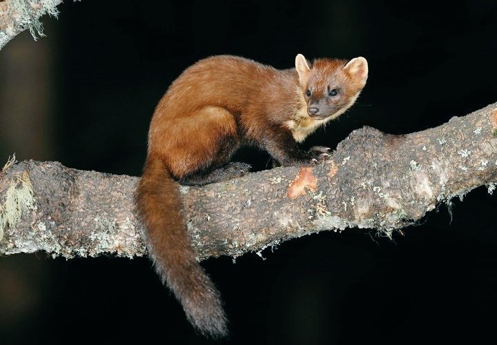 Delighted to hear on @BBC_Cumbria of pine marten sightings in @VisitGrizedale In Cumbrian dialect, 'sweet-mart' is a pine marten. They are believed to plait horses’ manes during the night #wildlife #folklore #cumbria
