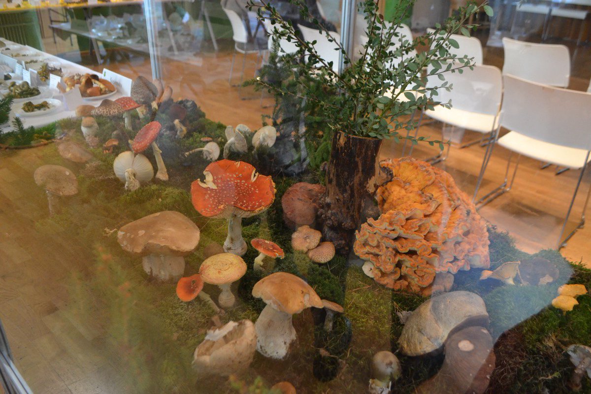 JuliaLeshcheno's tweet photo. Městská část Praha 13
Výstava hub od české mykologické společnosti! #mycology #fungi #exhebition https://t.co/Xe3AYSh3Jl