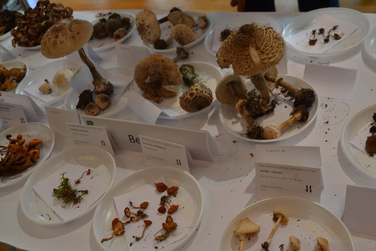 JuliaLeshcheno's tweet photo. Městská část Praha 13
Výstava hub od české mykologické společnosti! #mycology #fungi #exhebition https://t.co/Xe3AYSh3Jl