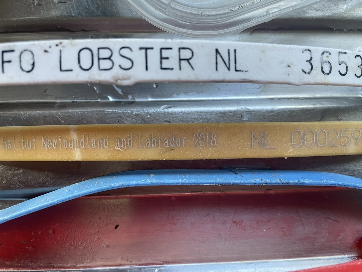 OceanGives~WhaleSongTiree tweet media