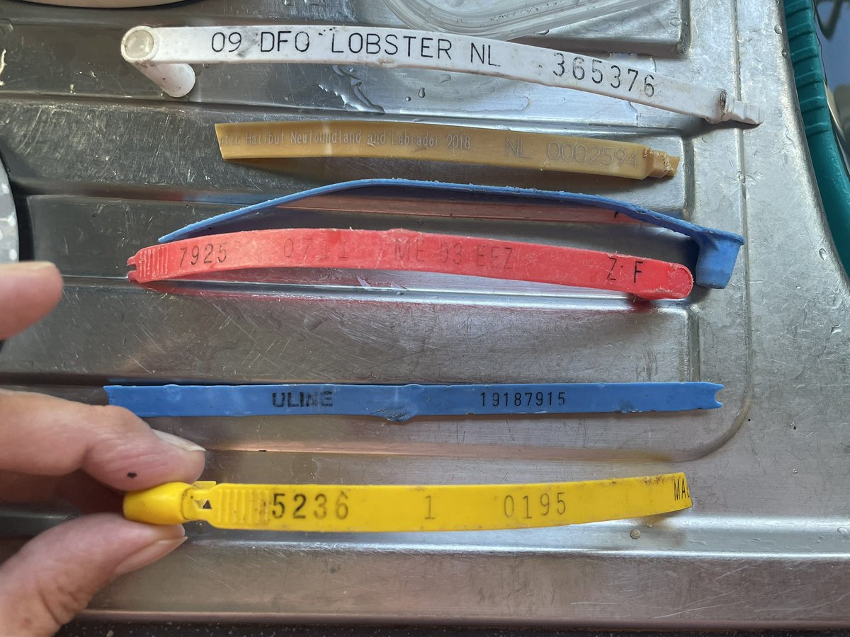 OceanGives~WhaleSongTiree tweet media