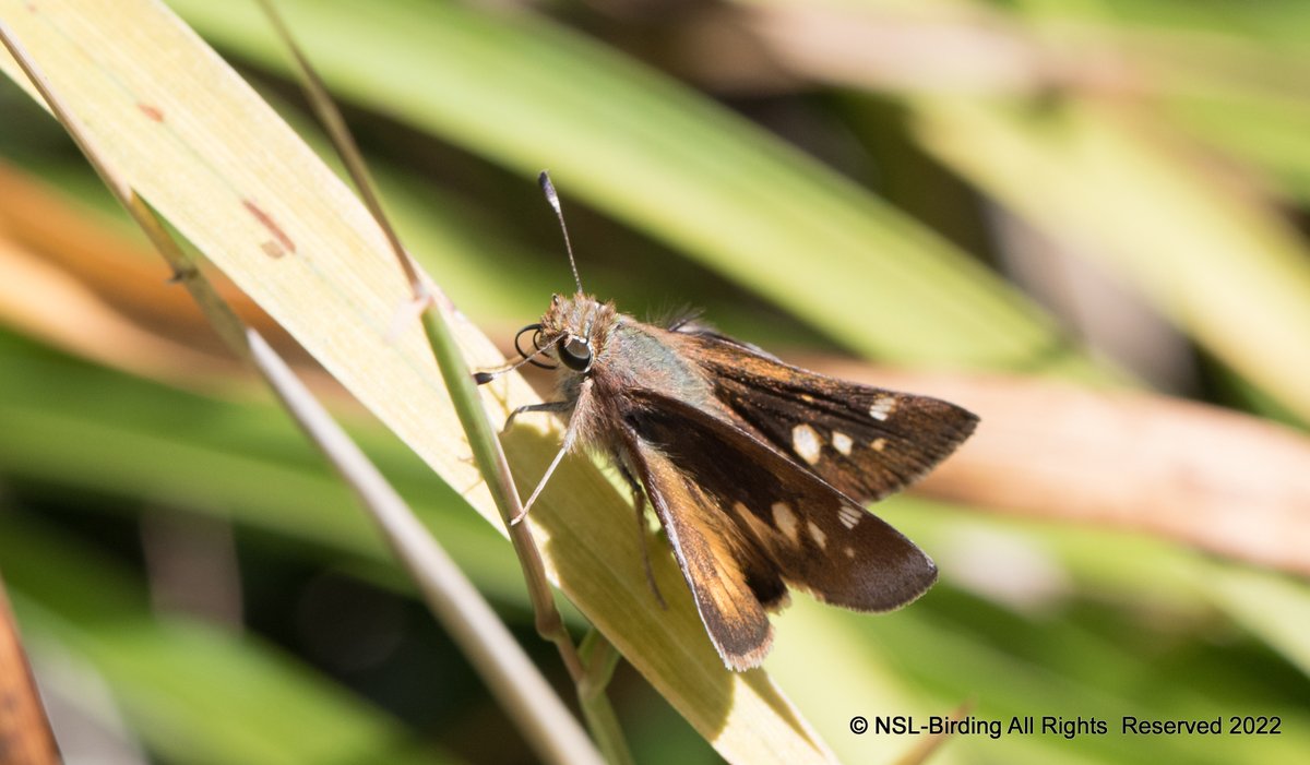 nslbutterflies's tweet photo. A few Skipper's from my California Trip
Umber Skipper-poanes melane
Fiery Skipper - Hylephila phyleus
White-checkered Skipper-Burnsius albescens
Saltgrass Skipper- Polites sabuleti
Tried hard with Id's, happy if anyone would like to correct me😎#calscape #california #butterflies https://t.co/ebs8rnAkaK
