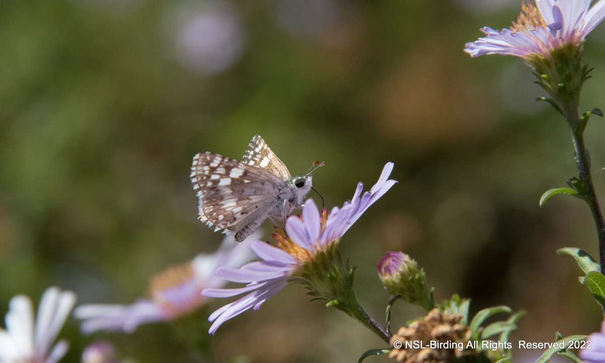 nslbutterflies's tweet photo. A few Skipper's from my California Trip
Umber Skipper-poanes melane
Fiery Skipper - Hylephila phyleus
White-checkered Skipper-Burnsius albescens
Saltgrass Skipper- Polites sabuleti
Tried hard with Id's, happy if anyone would like to correct me😎#calscape #california #butterflies https://t.co/ebs8rnAkaK