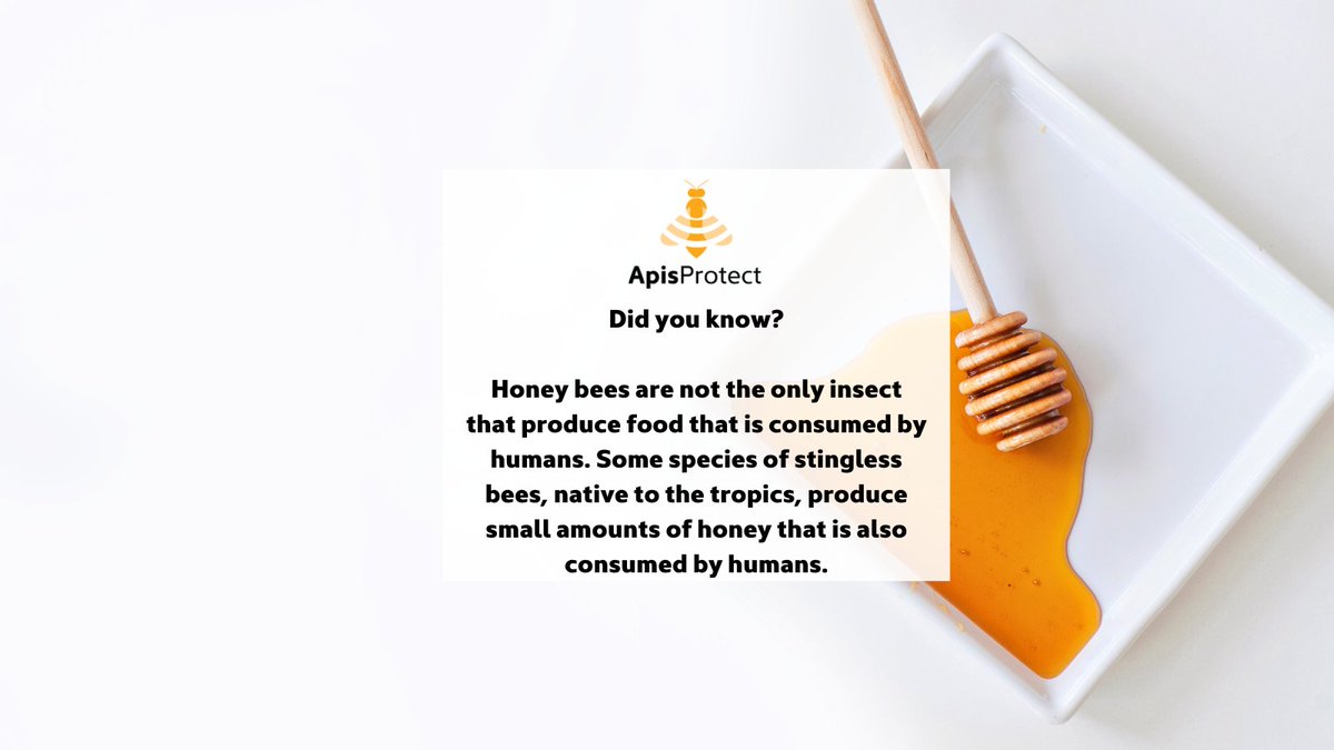 Fact of the day 🍯🐝

Honey bees are not the only insect that produce food that is consumed by humans.  Some species of stingless bees, native to the tropics, produce small amounts of honey that is also consumed by humans 🐝

#NationalhoneymonthUSA #Nationalhoneymonth