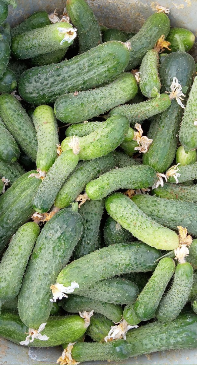 Köpek gibi çalışıp prenses gibi yaşamaya devamm 💅