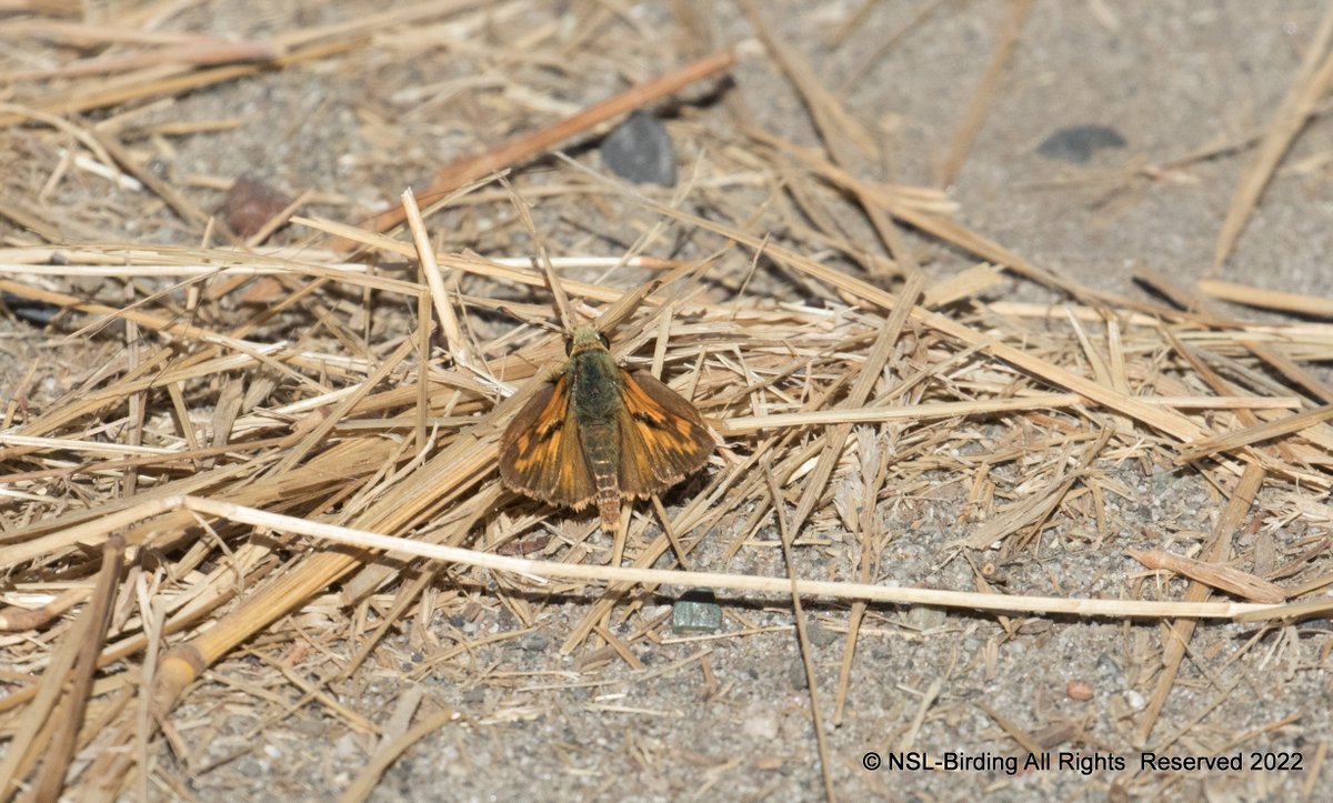 nslbutterflies's tweet photo. A few Skipper's from my California Trip
Umber Skipper-poanes melane
Fiery Skipper - Hylephila phyleus
White-checkered Skipper-Burnsius albescens
Saltgrass Skipper- Polites sabuleti
Tried hard with Id's, happy if anyone would like to correct me😎#calscape #california #butterflies https://t.co/ebs8rnAkaK